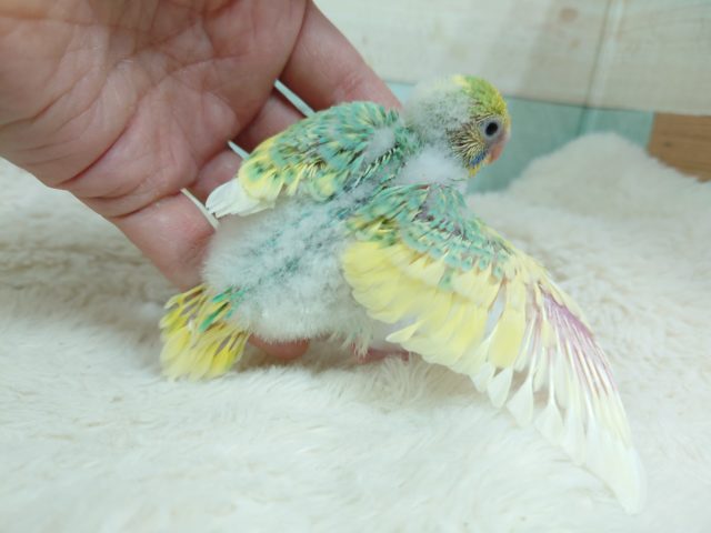 セキセイインコ