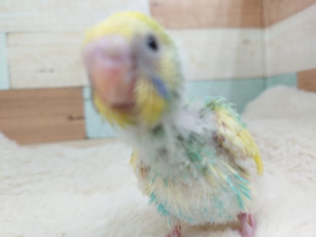 セキセイインコ
