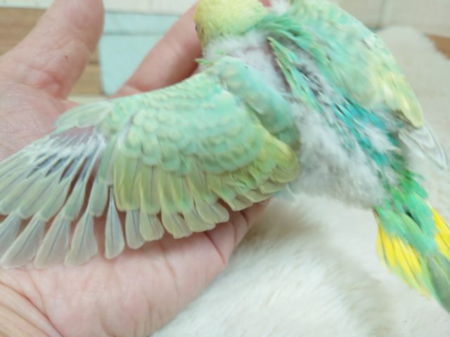 セキセイインコ