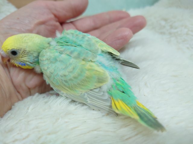 セキセイインコ