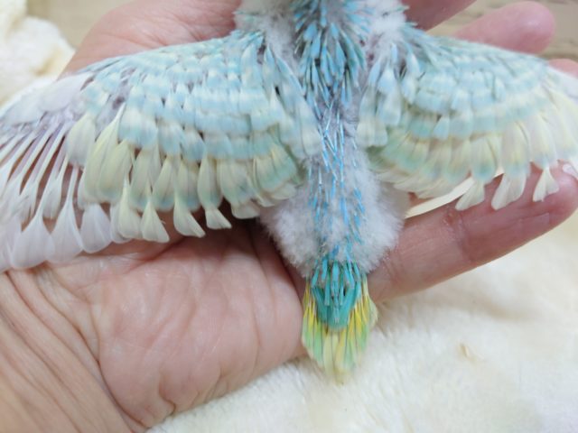 セキセイインコ