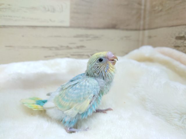 セキセイインコ