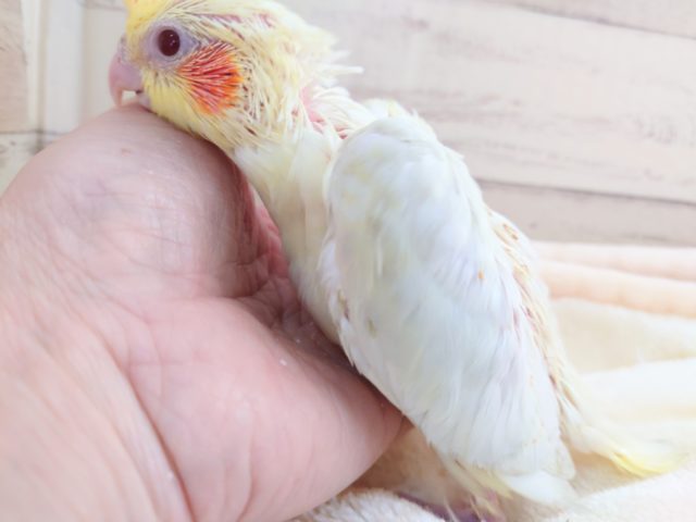 お探しですか?? 可愛いオカメ☆ オカメインコ ルチノーです! 2021 12月25日 オカメインコ