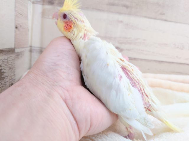 オカメインコ