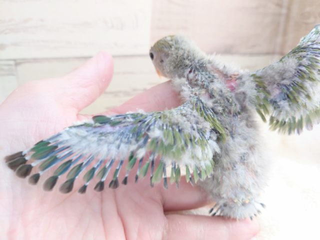 コザクラインコ（小桜インコ）