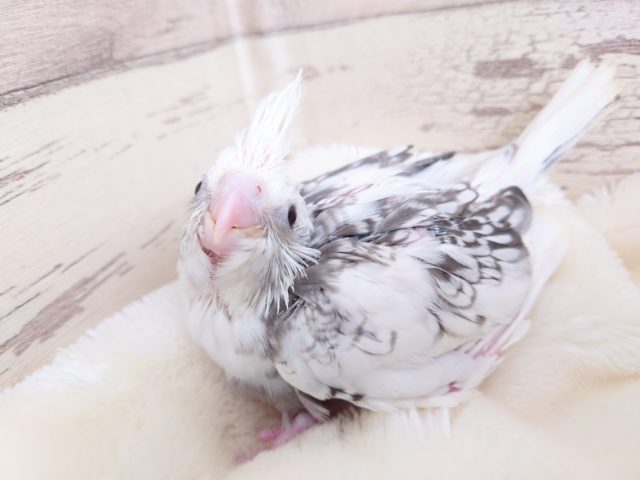 オカメインコ
