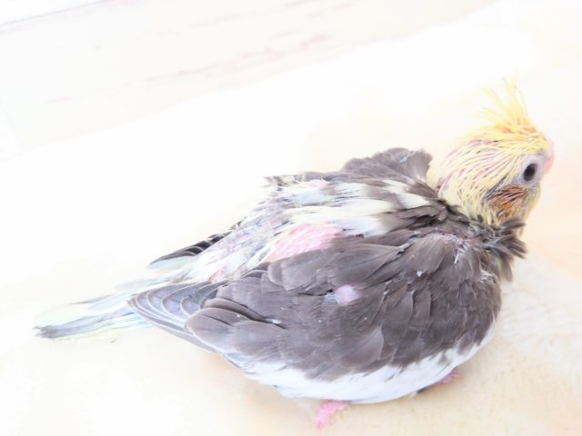 オカメインコ