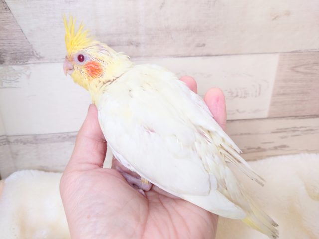 オカメインコ