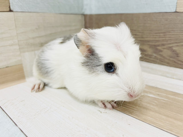 クレステッドモルモット