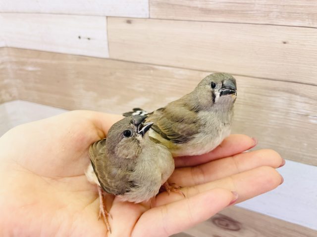 錦花鳥（キンカチョウ）