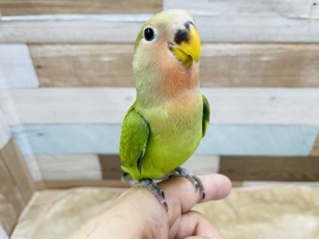 コザクラインコ（小桜インコ）