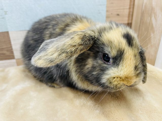 ロップイヤーラビット