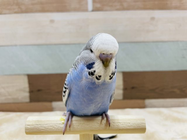 ジャンボセキセイインコ