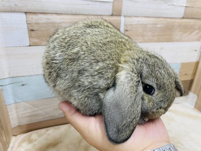 ロップイヤーラビット