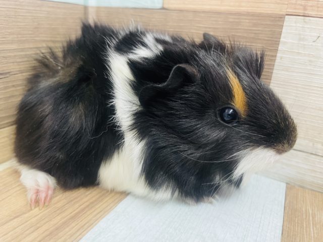 アビシニアンモルモット