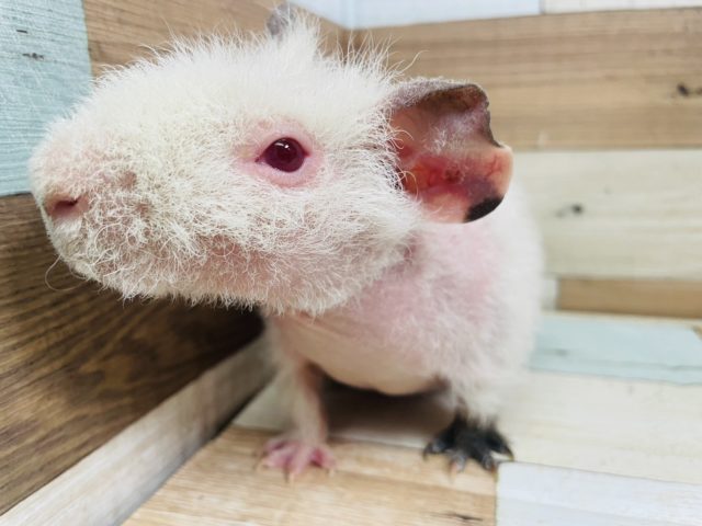 スキニーギニアピッグ