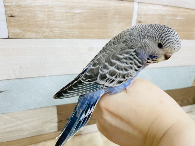 ジャンボセキセイインコ