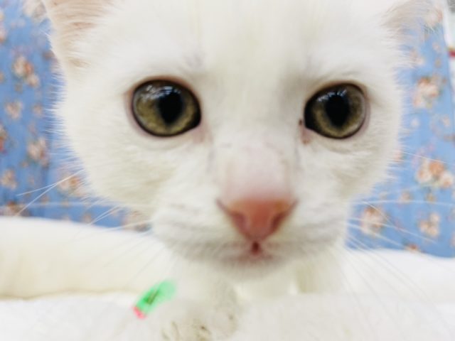 スコティッシュフォールド