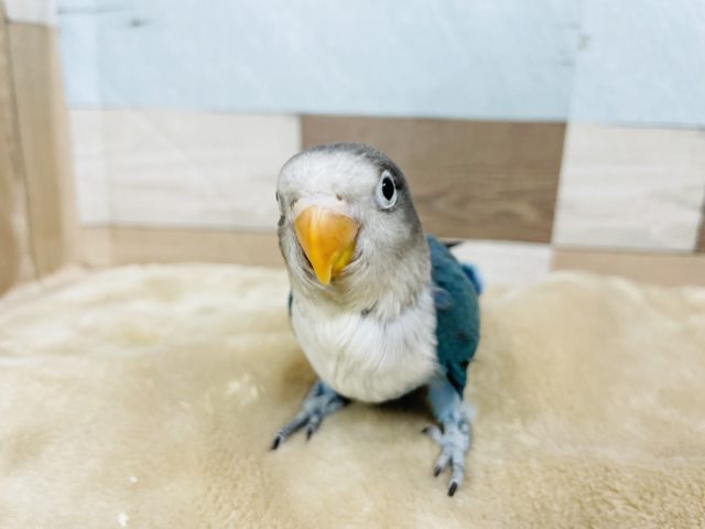 ボタンインコ