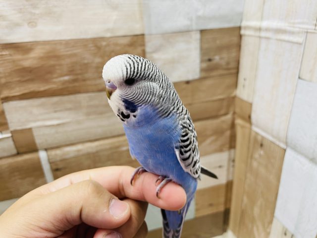 ジャンボセキセイインコ