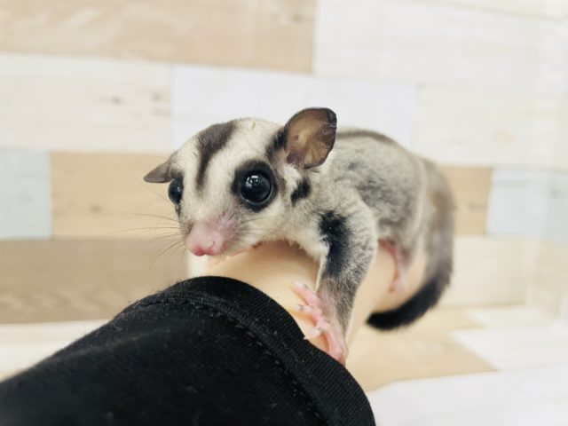 フクロモモンガ