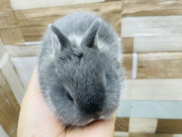 ネザーランドドワーフ