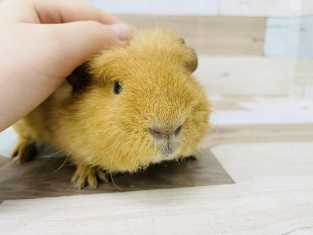 メリノモルモット