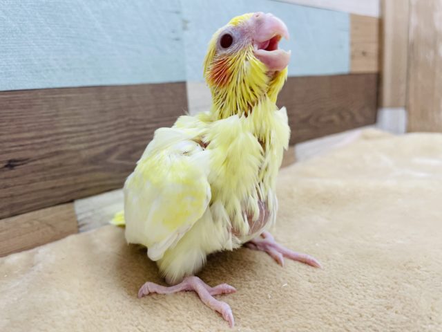 オカメインコ