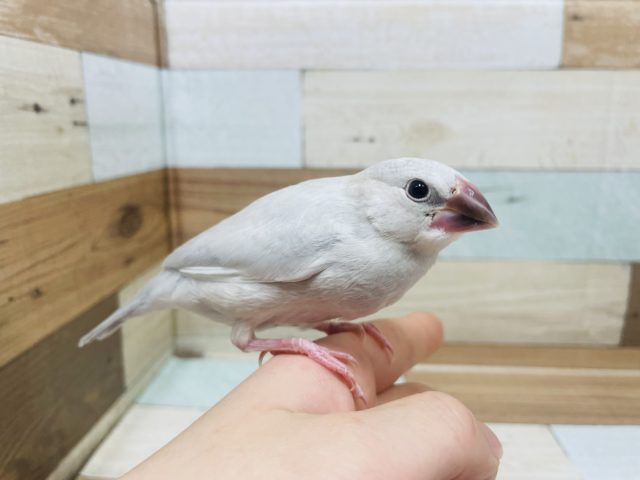 シルバー文鳥