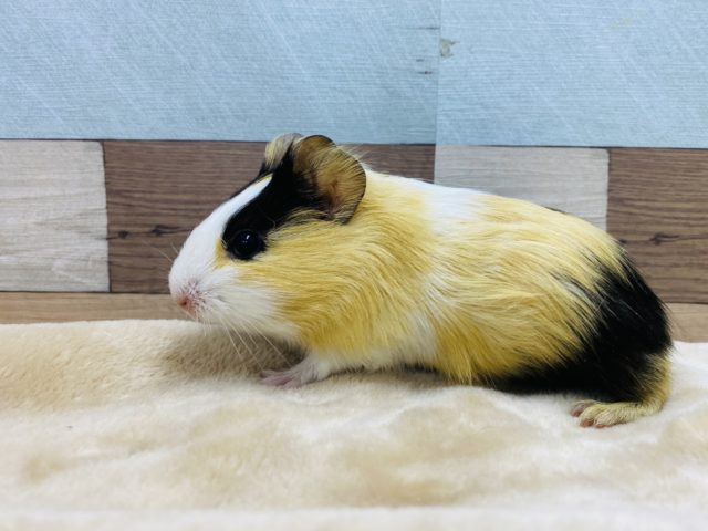 イングリッシュモルモット