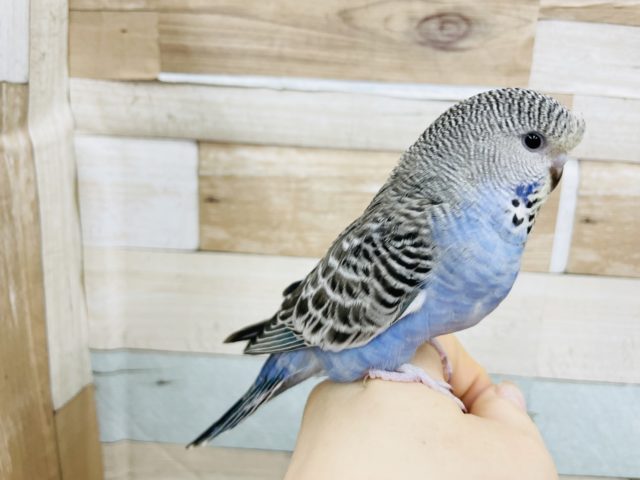 ジャンボセキセイインコ