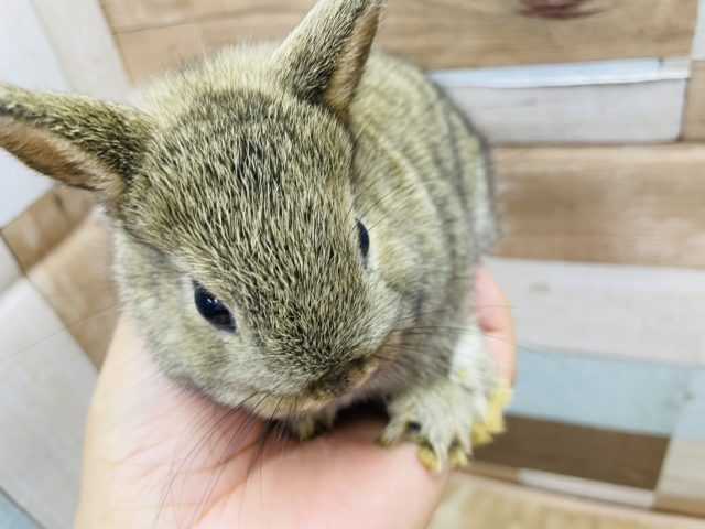 ネザーランドドワーフ