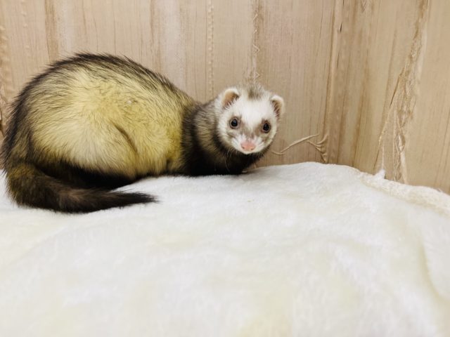 フェレット