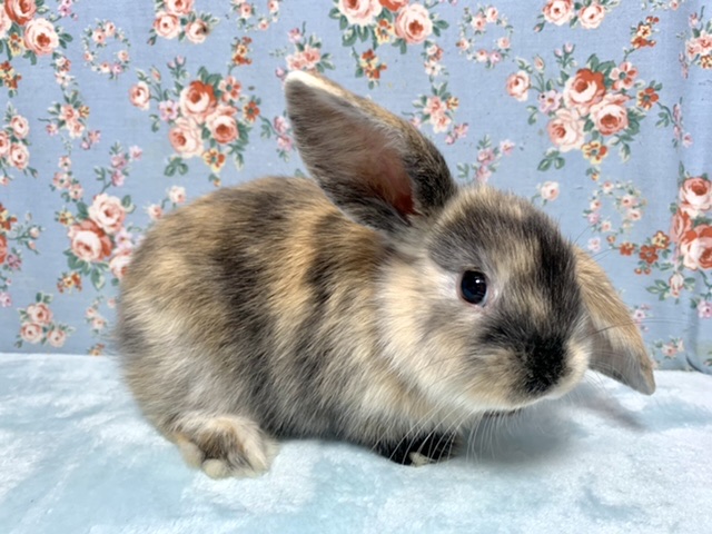 ホーランドロップ