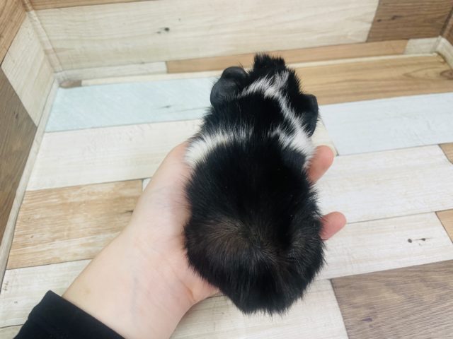 アビシニアンモルモット