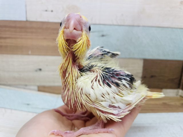 オカメインコ