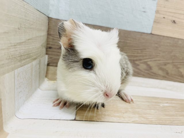 クレステッドモルモット