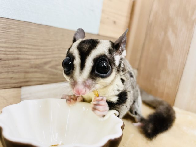 フクロモモンガ