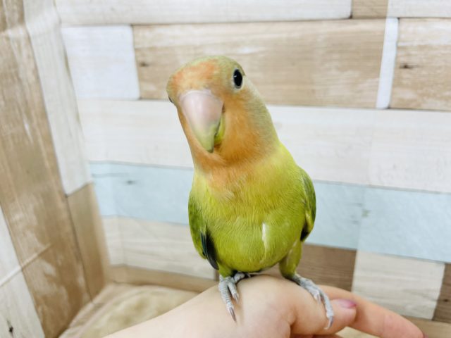 コザクラインコ（小桜インコ）