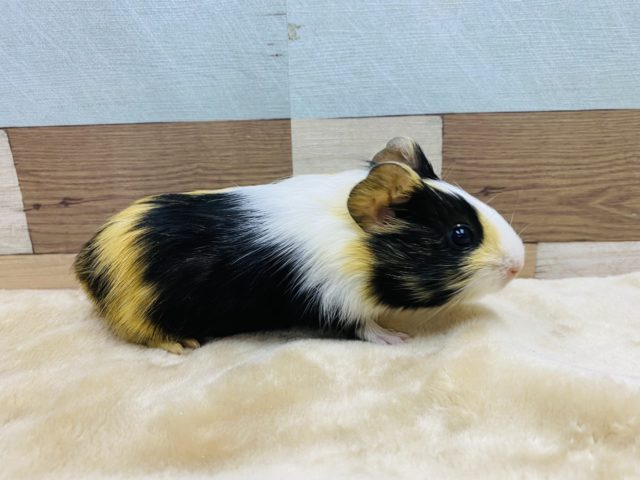 イングリッシュモルモット