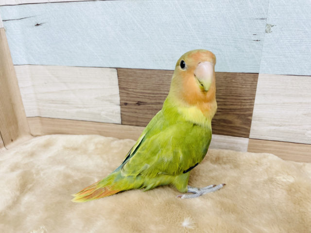 コザクラインコ（小桜インコ）