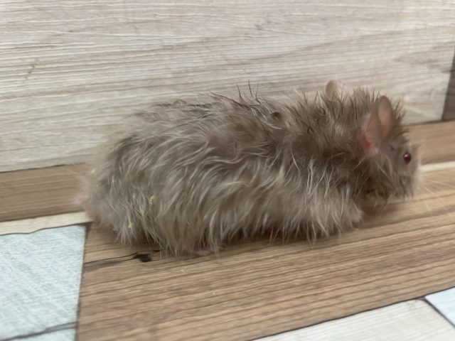 ゴールデンハムスター