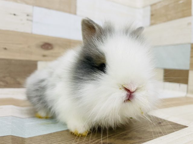 ライオンラビット