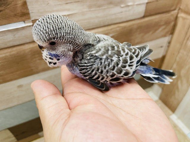 ジャンボセキセイインコ