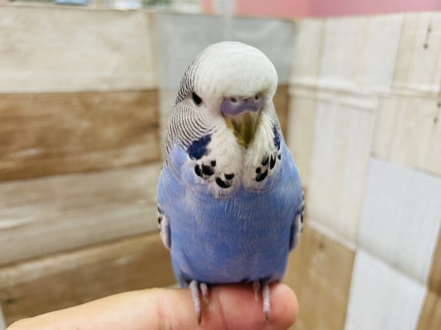 ジャンボセキセイインコ
