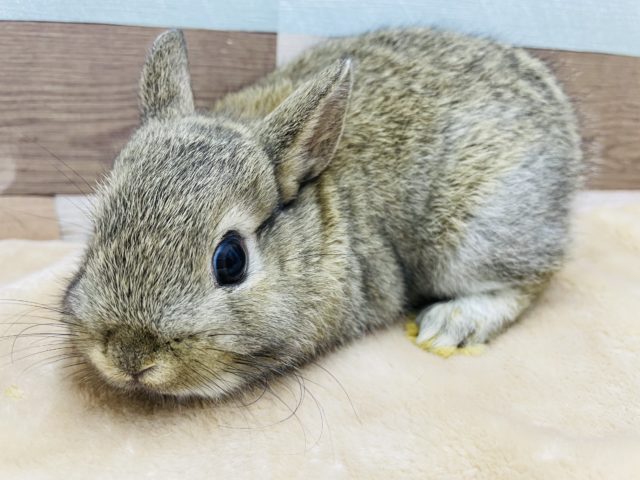 ネザーランドドワーフ