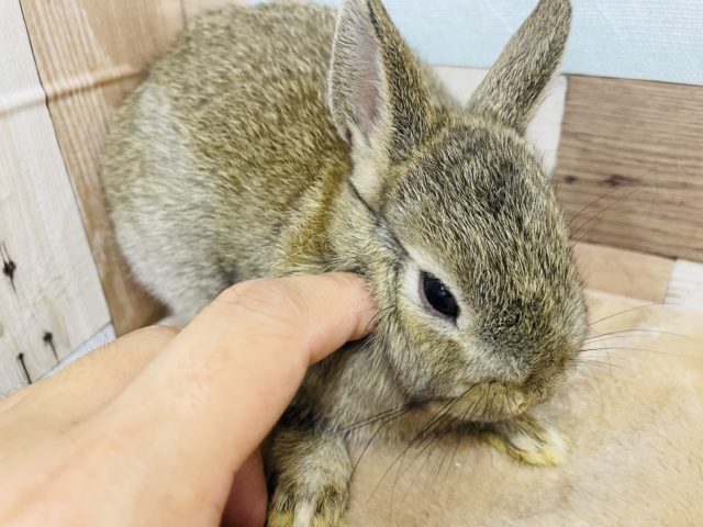 ネザーランドドワーフ