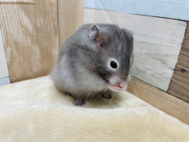 ゴールデンハムスター