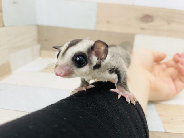 フクロモモンガ