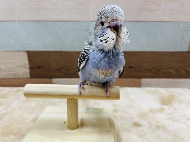 ジャンボセキセイインコ